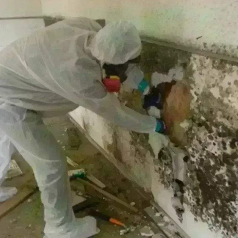 Mold Remediation and Removal in Sonoma, CA